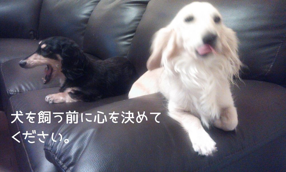 犬を飼うには 決心が必要です 体験からお話します Pet Life